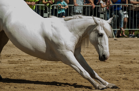 5 Easy Ways To Get Fit With Your Horse